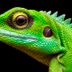 25 "Facts" About Animals You Have All Wrong