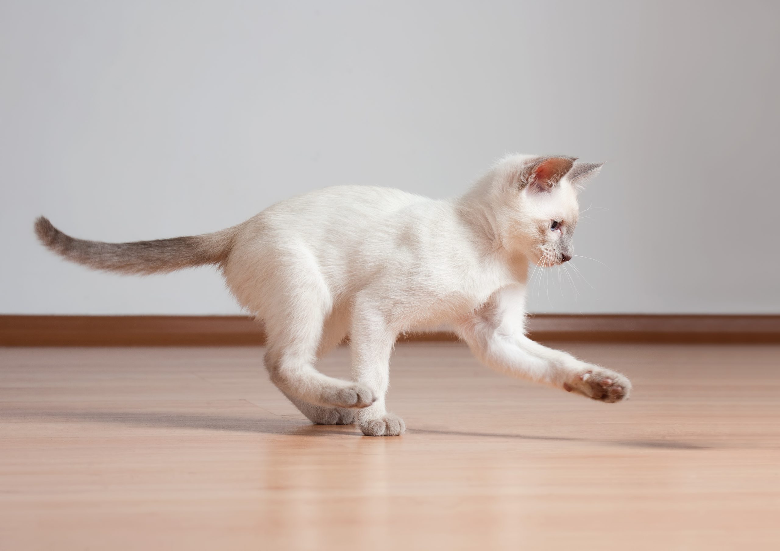 Gorgeous playful siamese kitten.