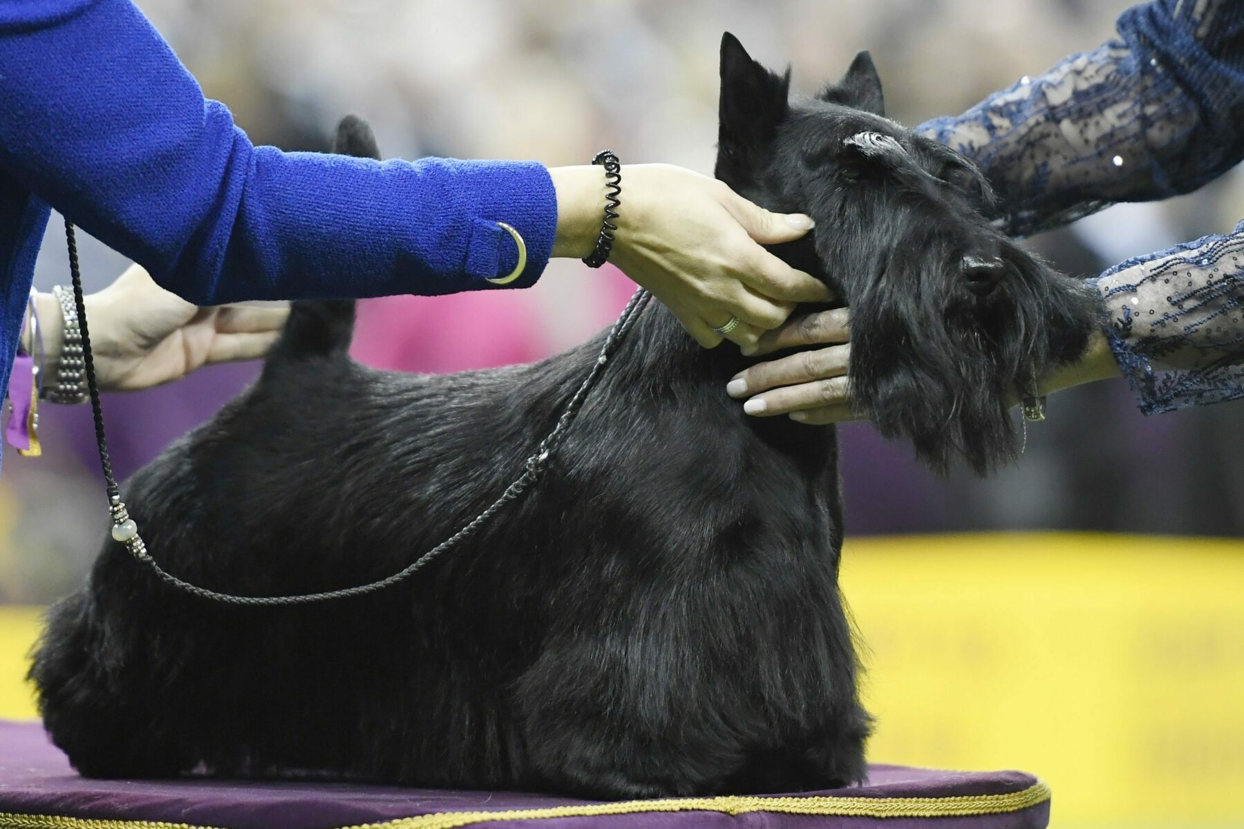 Scottish Terrier westminster