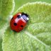 FINALLY: A Simple Trick That Will Keep You from Killing Your Houseplants
