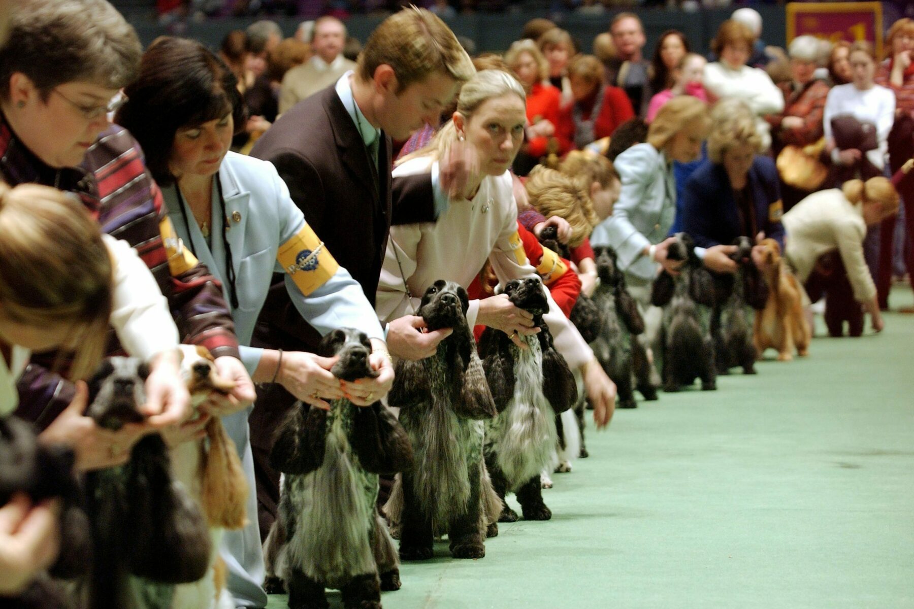 american cocker spaniel westminster dog show