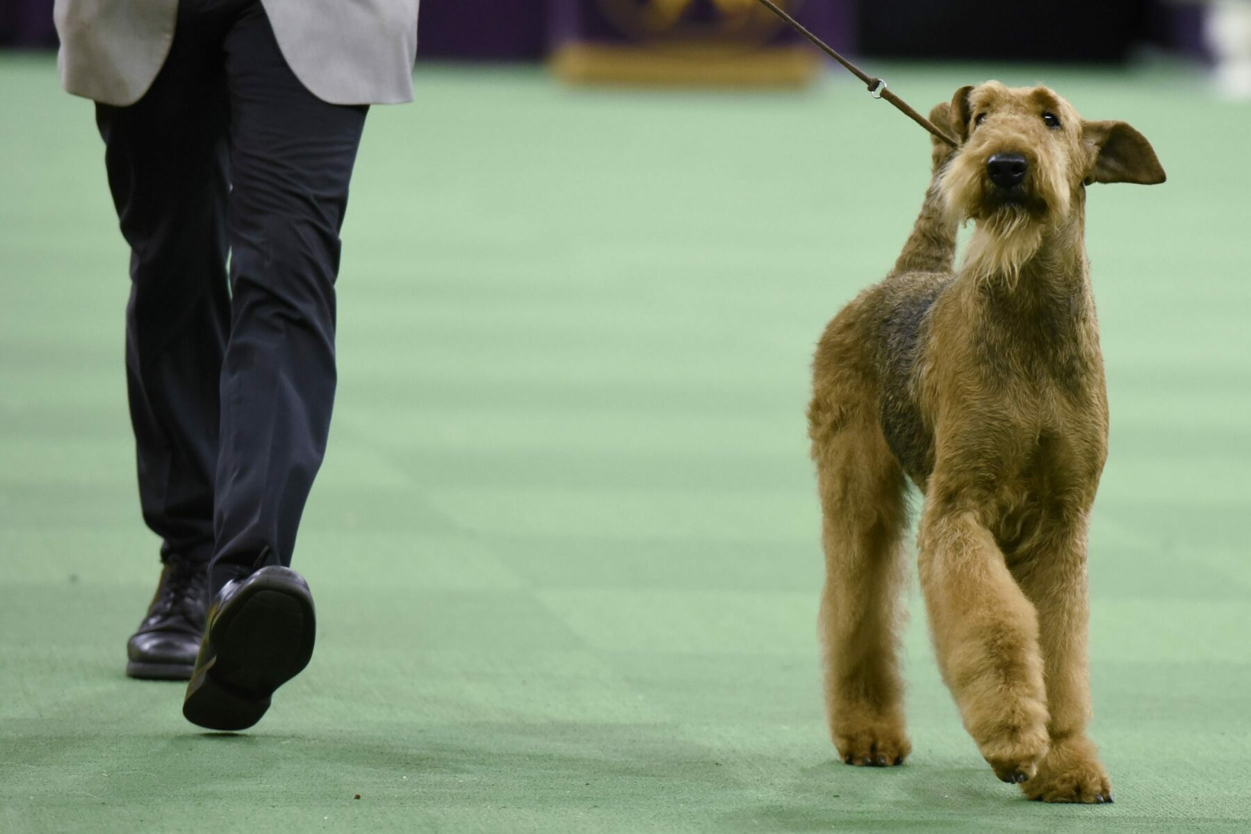 Airedale Terrier westminster winner