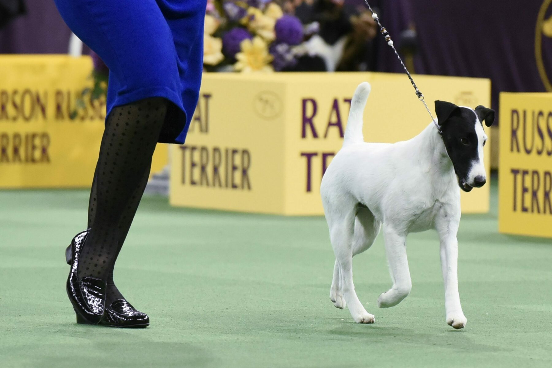 Smooth Fox Terrier 