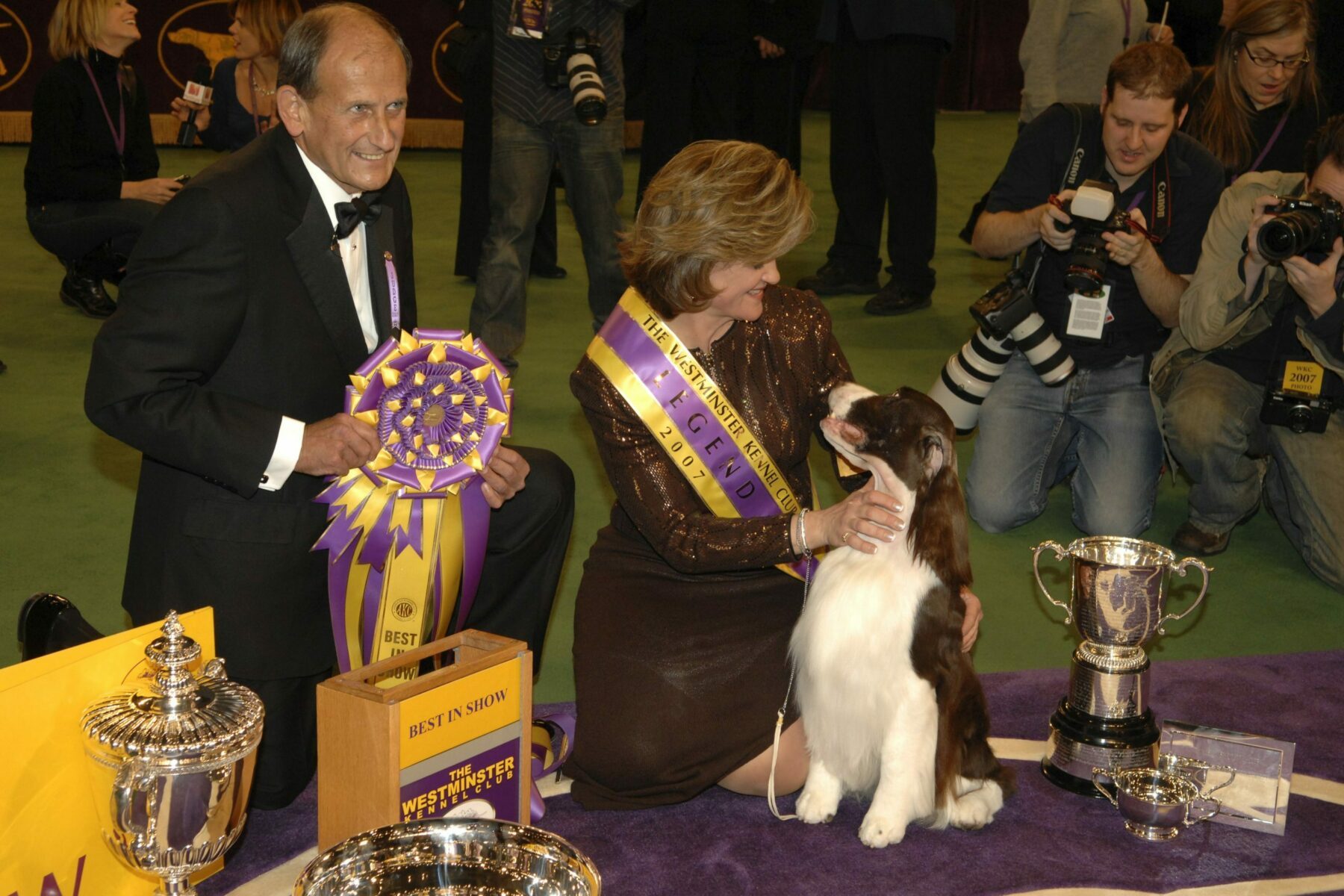 English Springer Spaniel westminster dog show