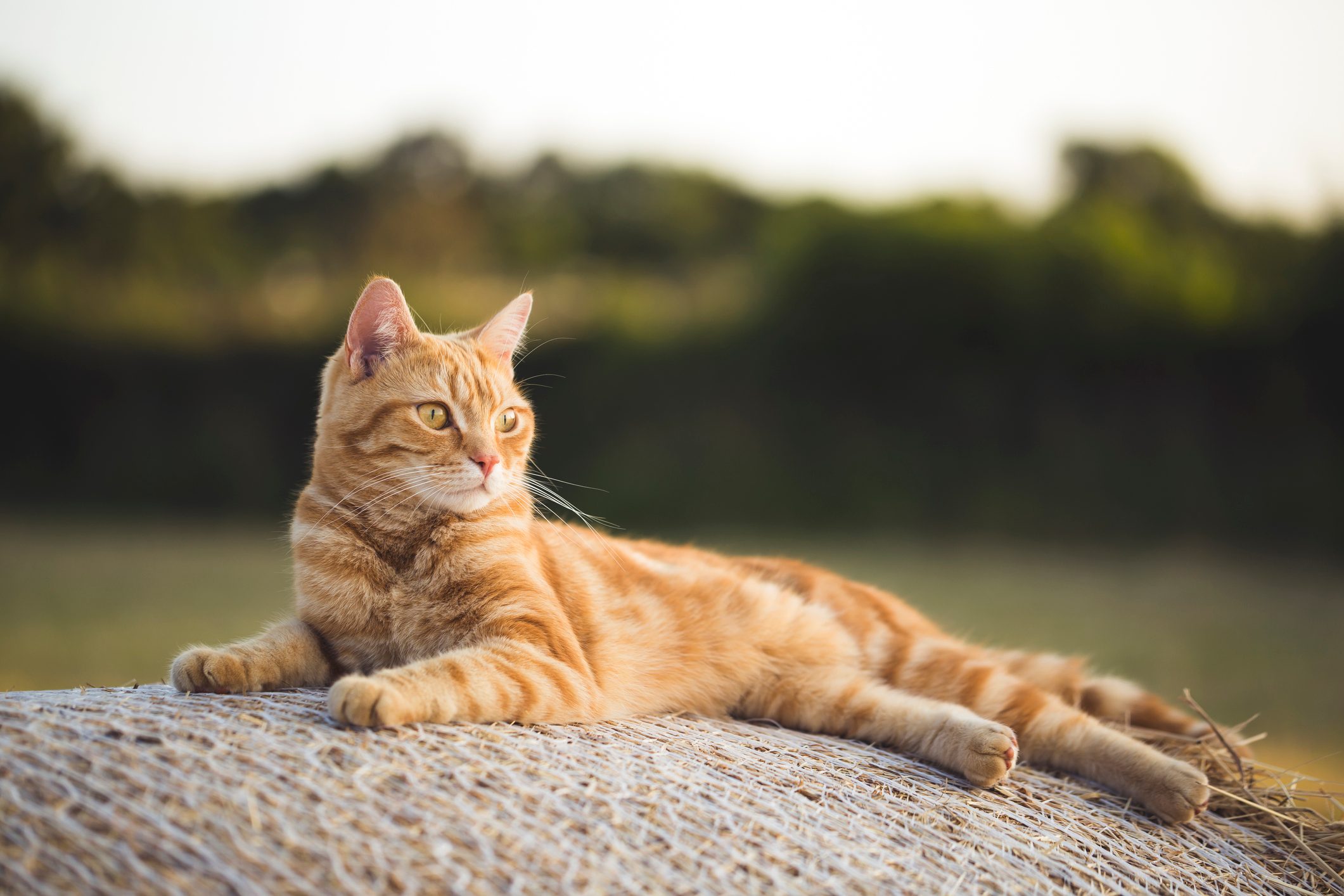 Relaxing evening cat