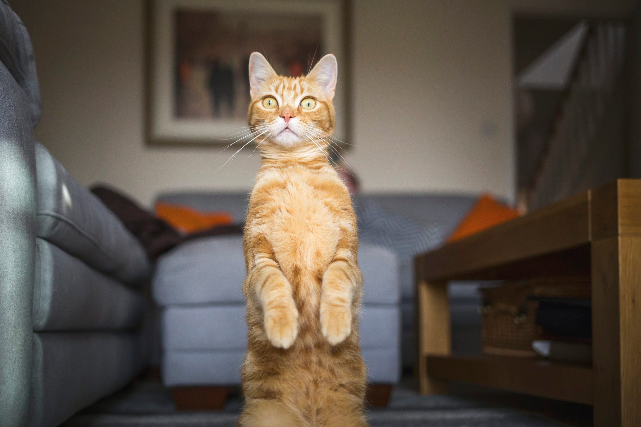 Meerkat Cat