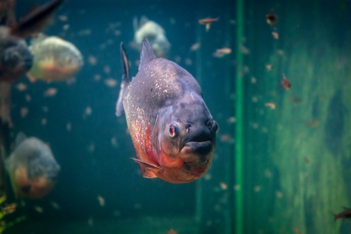 Piranha in an aquarium