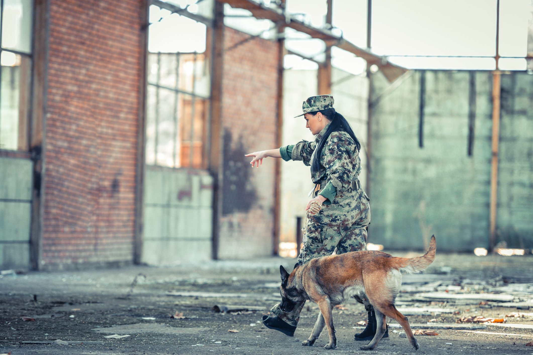 Military working dog