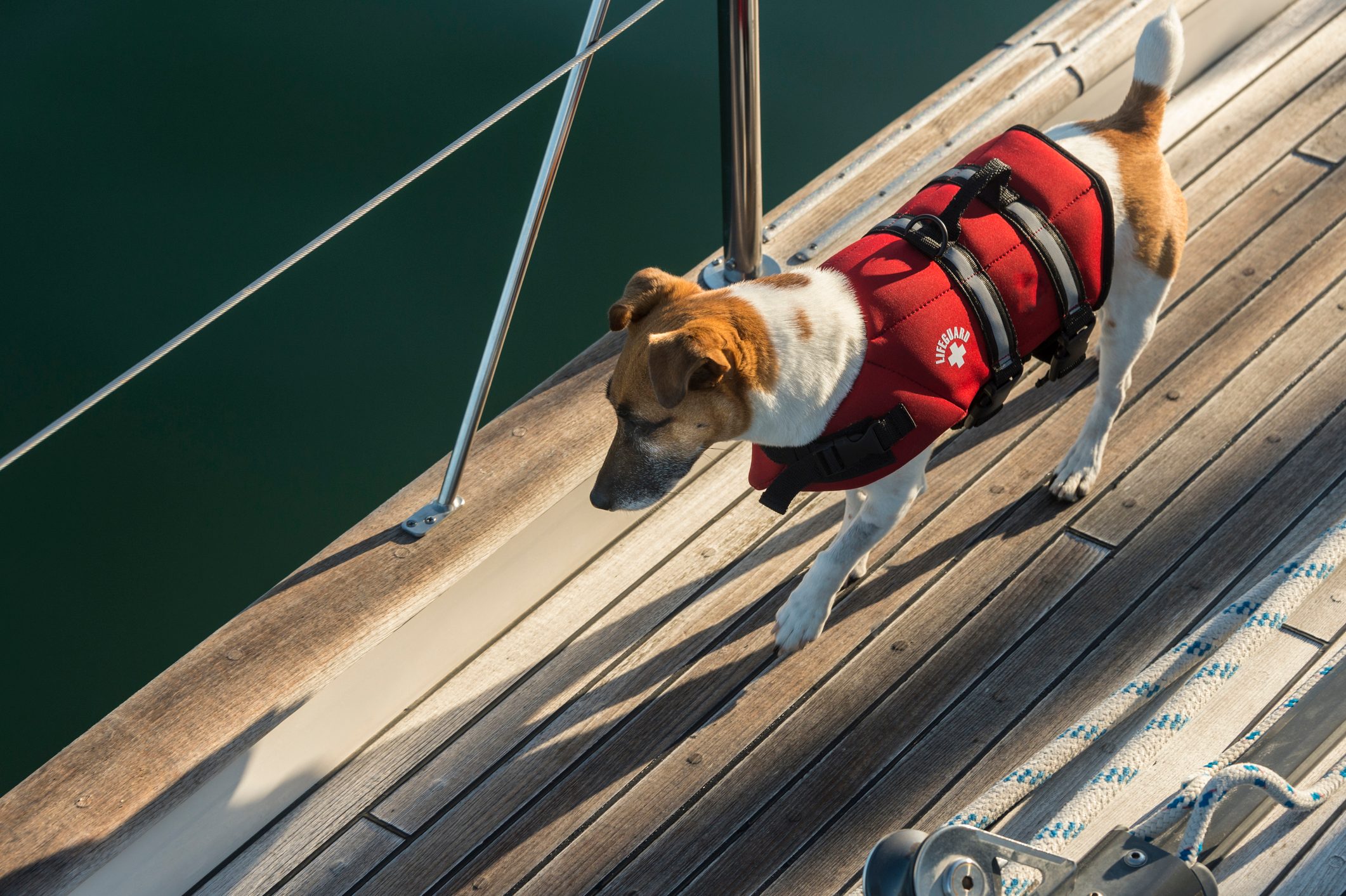 Jack Russell Terrier on deck of 62 ft sailboat