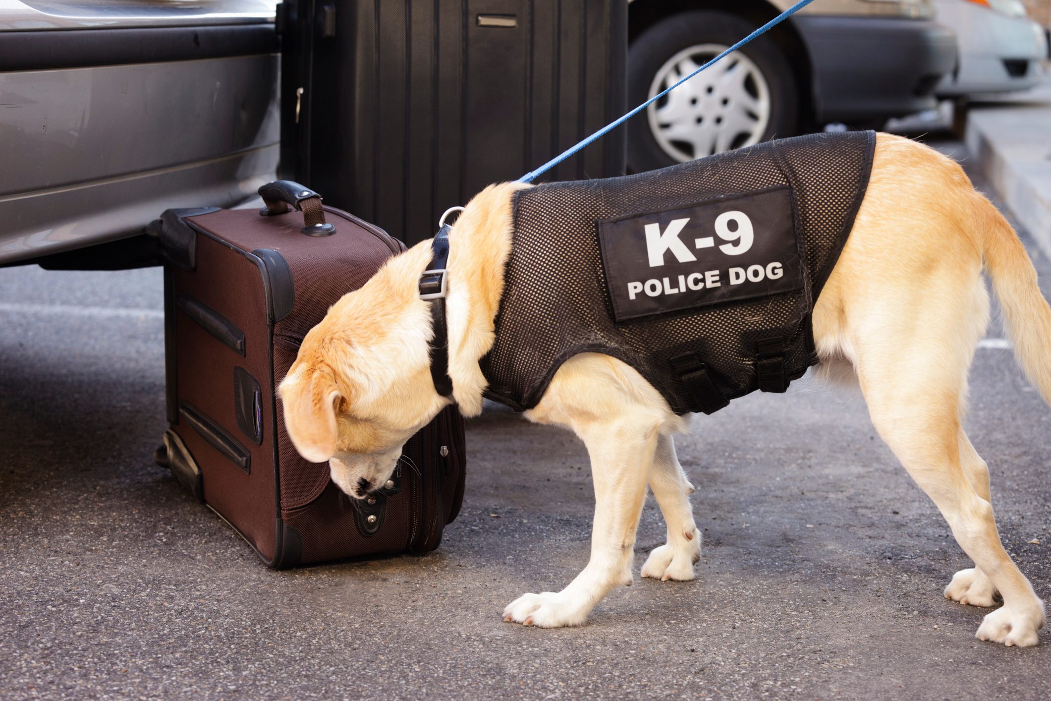 Police Dog