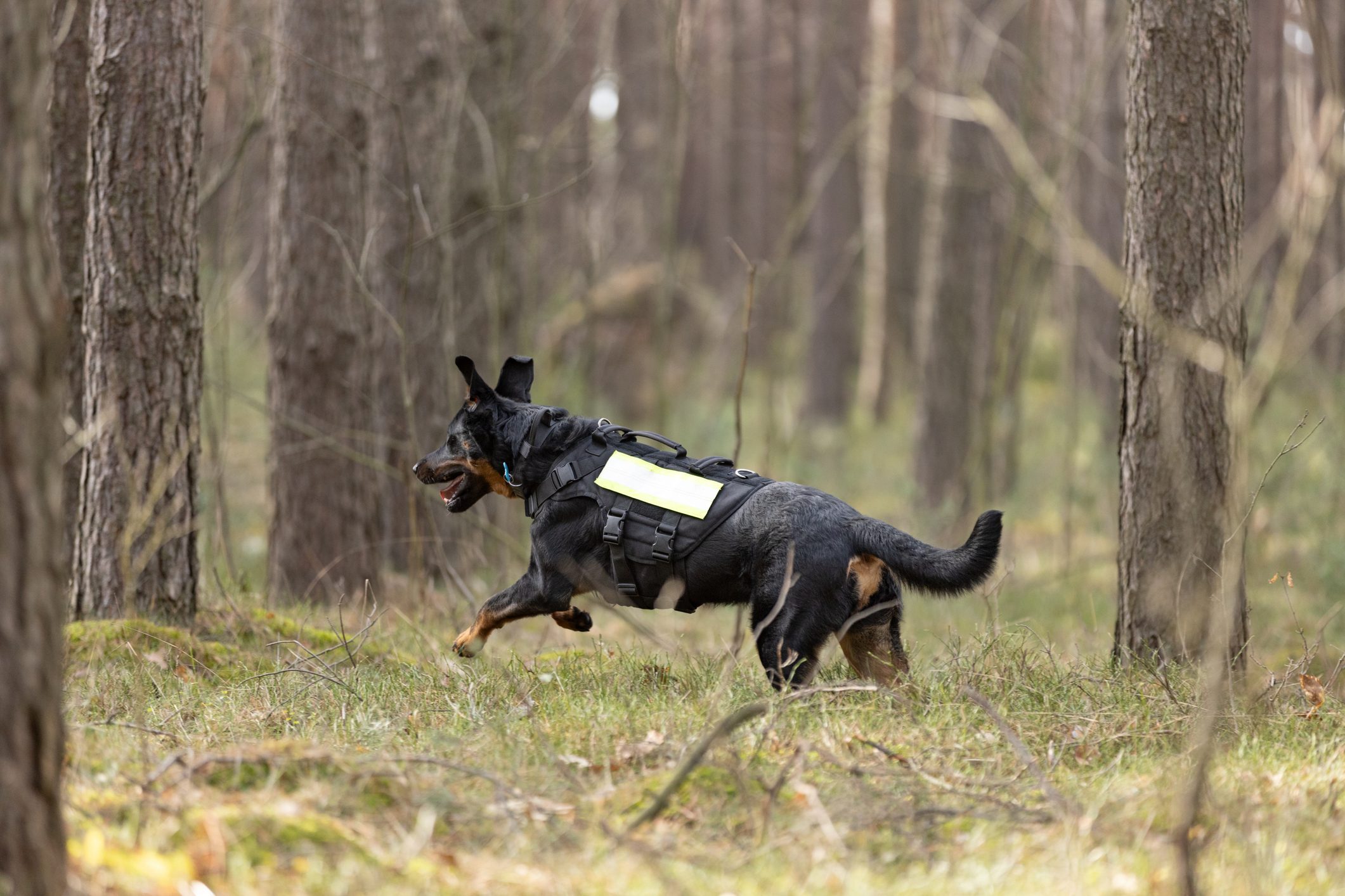 Beauceron Shepherd Search and rescue dog training in forest