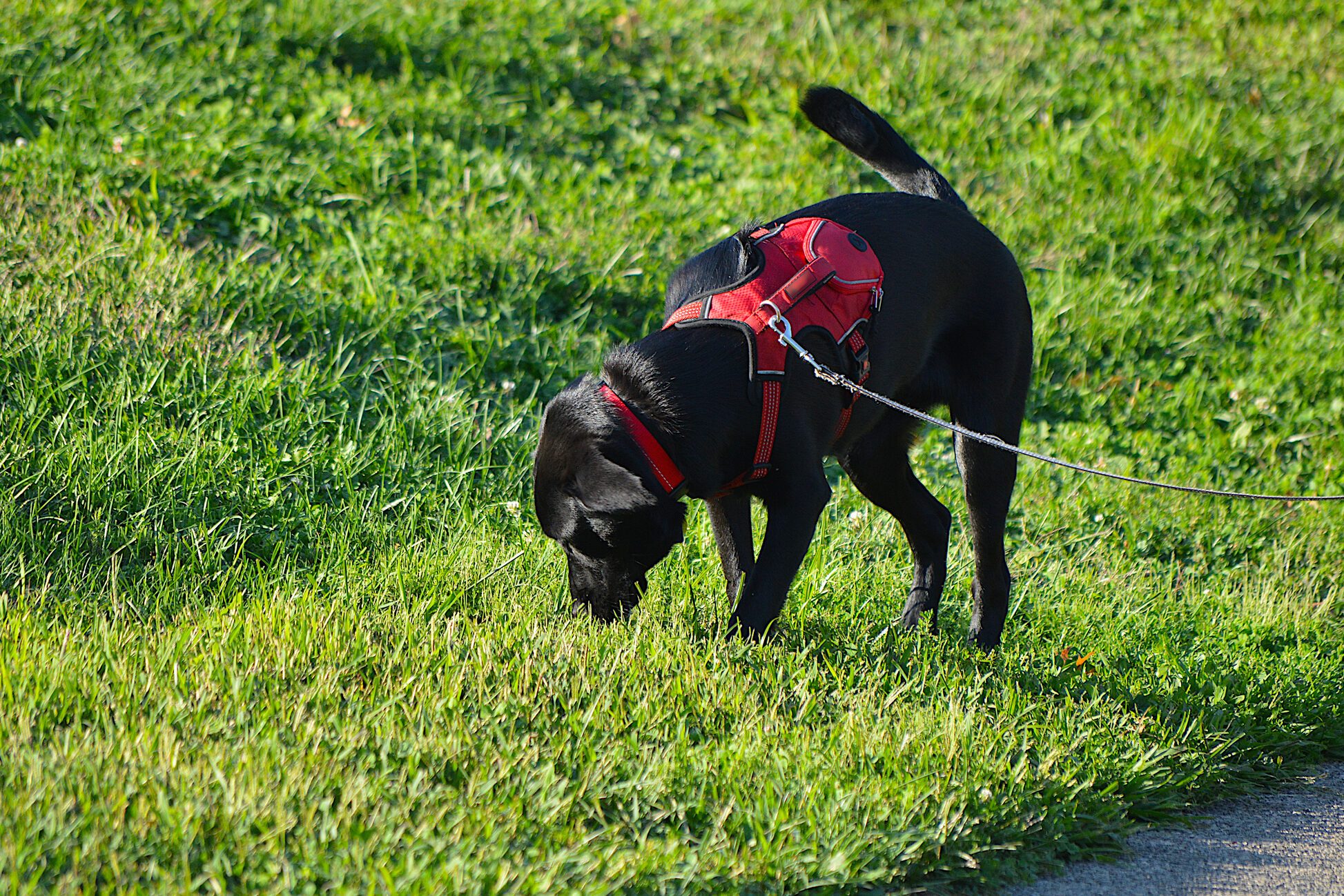 k-9 Dog searching for clue
