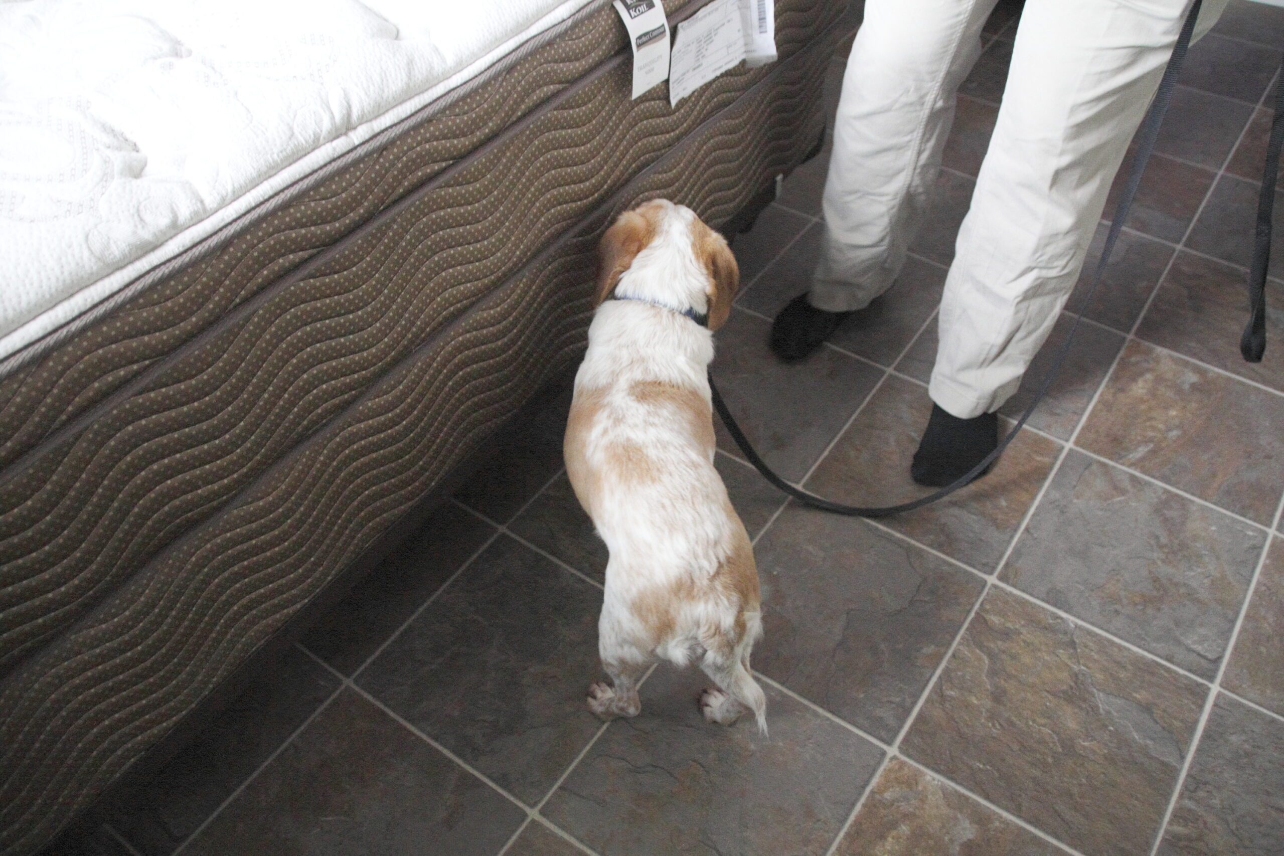 Dog Searches Mattress for Bed Bugs