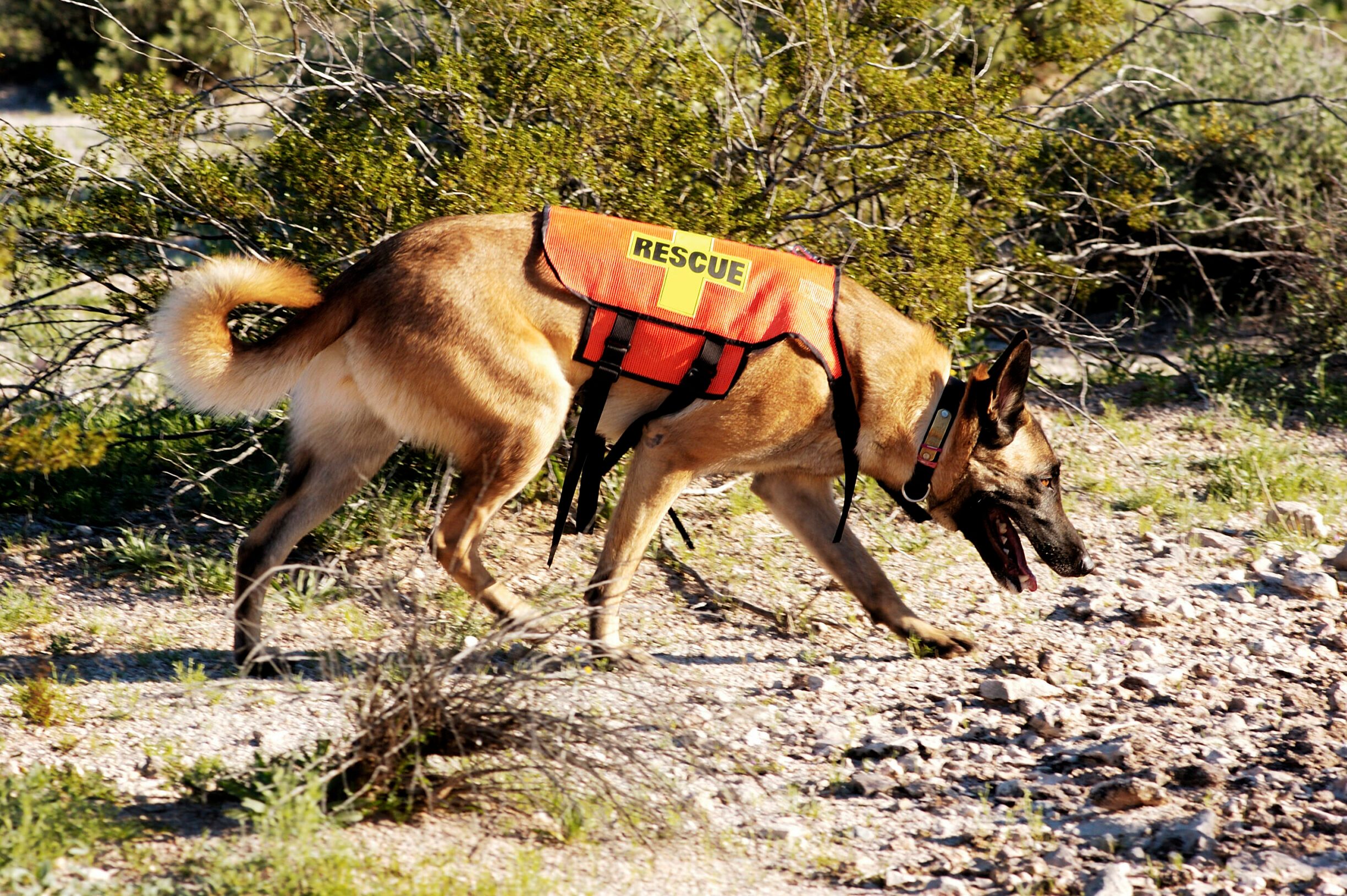 A search dog looking for a trail